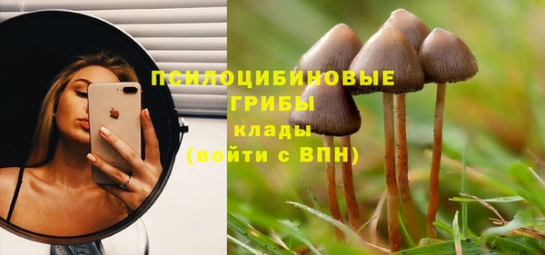 дмт Богданович